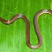 Garo Hills reed snake