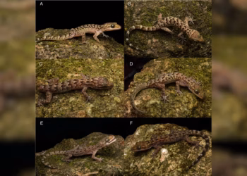 Cyrtodactylus bapme